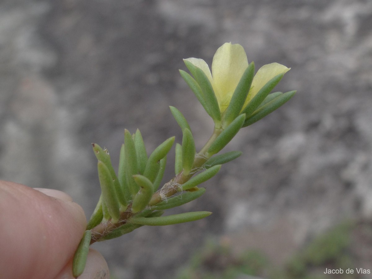 Portulaca suffruticosa Wall. ex Wight & Arn.